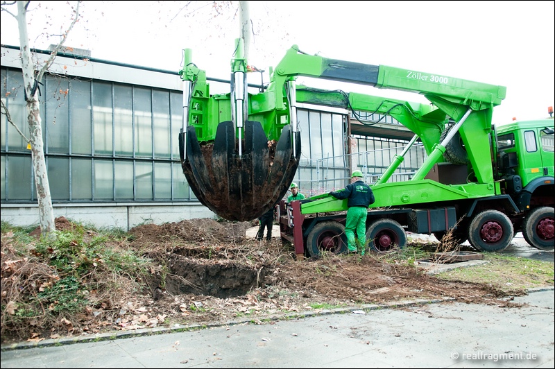 Verladen des ausgegrabenen Baumes