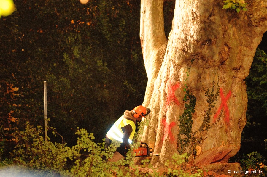 Trees that were hundreds of years old were felled in just a few minutes